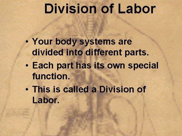 Division of Labor • Your body systems are divided into different parts. • Each