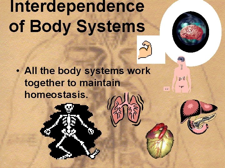 Interdependence of Body Systems • All the body systems work together to maintain homeostasis.