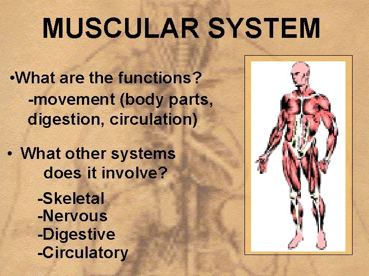 MUSCULAR SYSTEM • What are the functions? -movement (body parts, digestion, circulation) • What