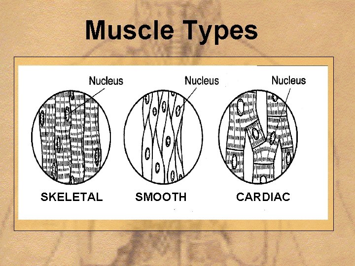 Muscle Types SKELETAL SMOOTH CARDIAC 