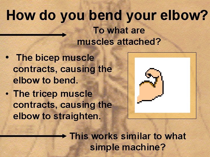 How do you bend your elbow? To what are muscles attached? • The bicep