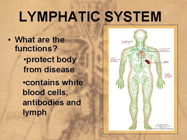 LYMPHATIC SYSTEM • What are the functions? • protect body from disease • contains