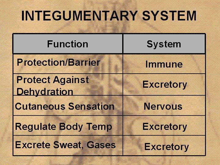 INTEGUMENTARY SYSTEM Function System Protection/Barrier Immune Protect Against Dehydration Cutaneous Sensation Excretory Regulate Body