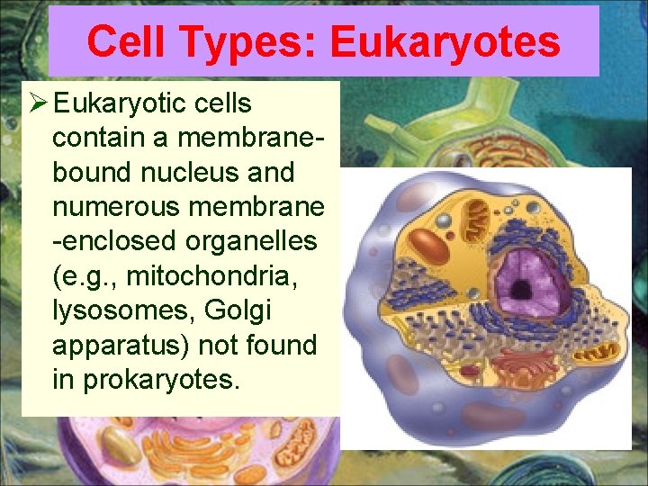 Cell Types: Eukaryotes Ø Eukaryotic cells contain a membranebound nucleus and numerous membrane -enclosed