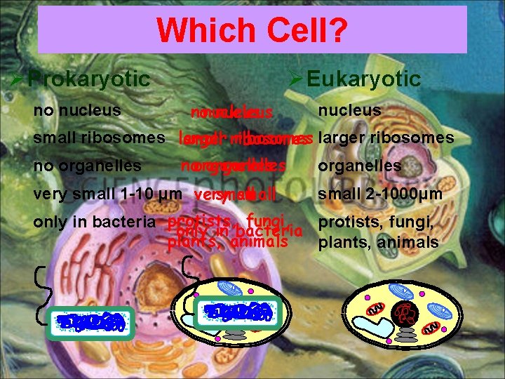 Which Cell? Ø Prokaryotic no nucleus Ø Eukaryotic nonucleus small ribosomes larger ribosomes small