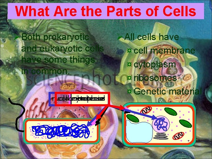 What Are the Parts of Cells Ø Both prokaryotic and eukaryotic cells have some