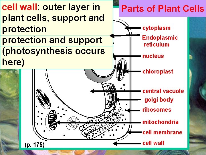 cytoplasm: nucleus: chloroplast: vacuole: ribosomes: mitochondria: cell membrane: wall: sac-like controls outer semi-liquid manufacture