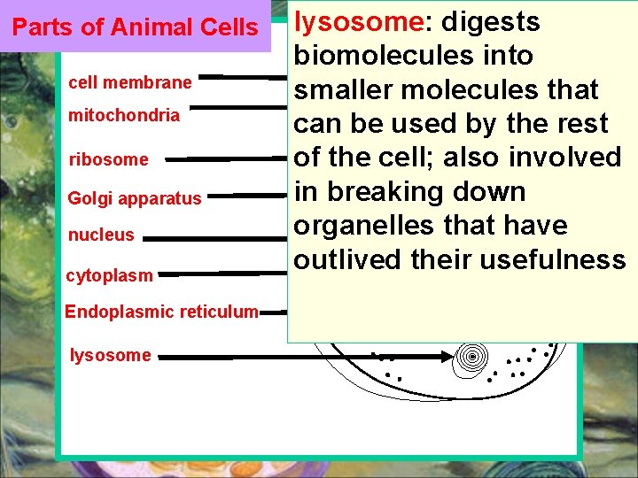 Parts of Animal Cells cell membrane mitochondria ribosome Golgi apparatus nucleus cytoplasm Endoplasmic reticulum