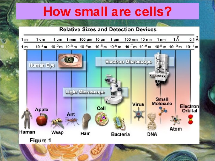 How small are cells? 