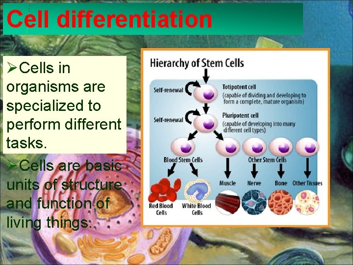 Cell differentiation ØCells in organisms are specialized to perform different tasks. ØCells are basic