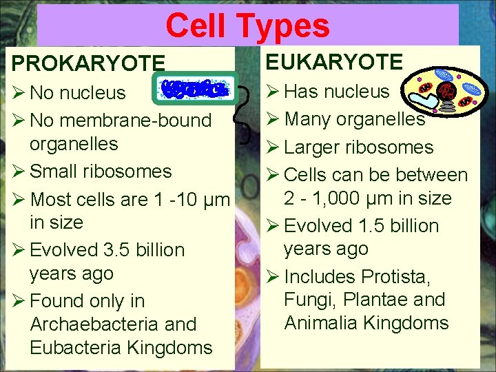 Cell Types PROKARYOTE EUKARYOTE Ø No nucleus Ø No membrane-bound organelles Ø Small ribosomes