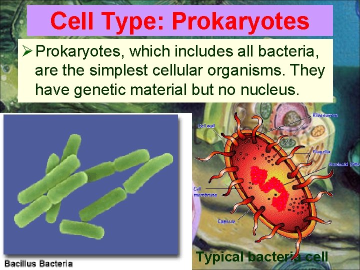 Cell Type: Prokaryotes Ø Prokaryotes, which includes all bacteria, are the simplest cellular organisms.
