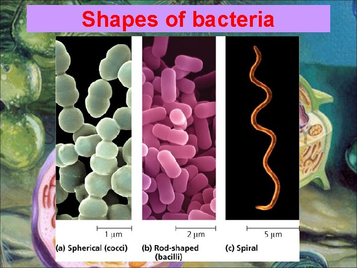 Shapes of bacteria 