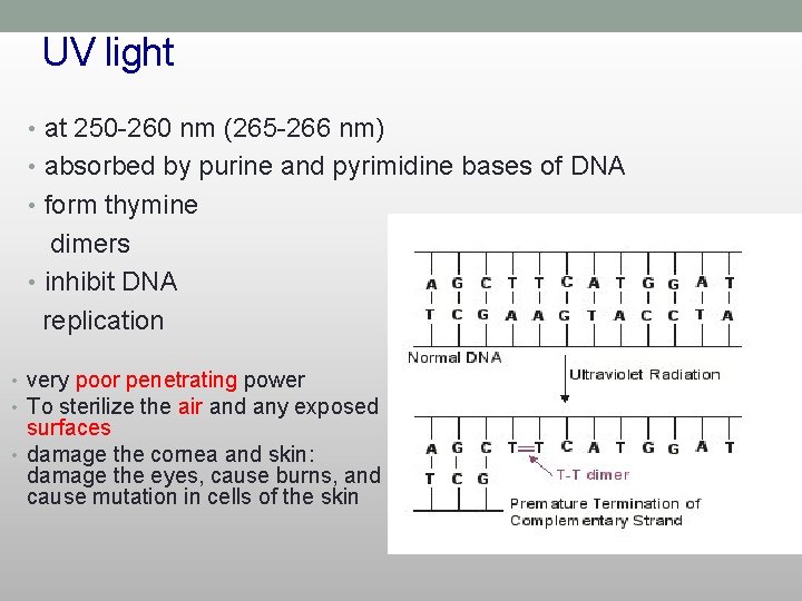 UV light • at 250 -260 nm (265 -266 nm) • absorbed by purine