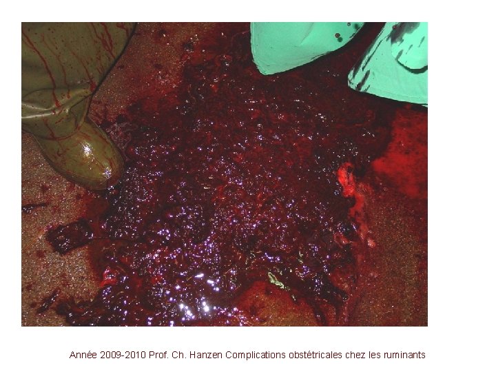 Année 2009 -2010 Prof. Ch. Hanzen Complications obstétricales chez les ruminants 