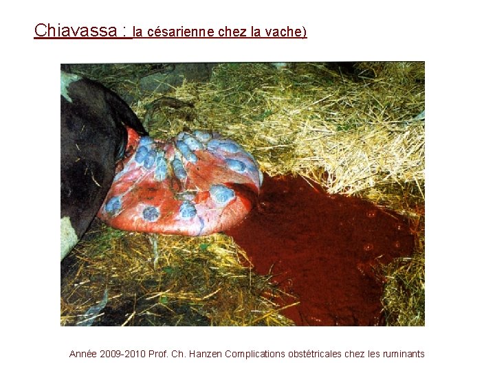 Chiavassa : la césarienne chez la vache) Année 2009 -2010 Prof. Ch. Hanzen Complications