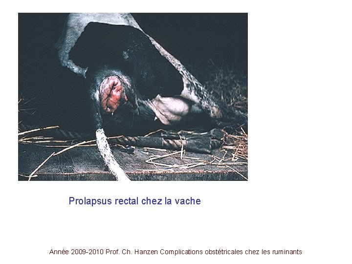 Prolapsus rectal chez la vache Année 2009 -2010 Prof. Ch. Hanzen Complications obstétricales chez