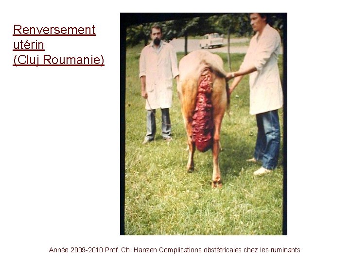 Renversement utérin (Cluj Roumanie) Année 2009 -2010 Prof. Ch. Hanzen Complications obstétricales chez les