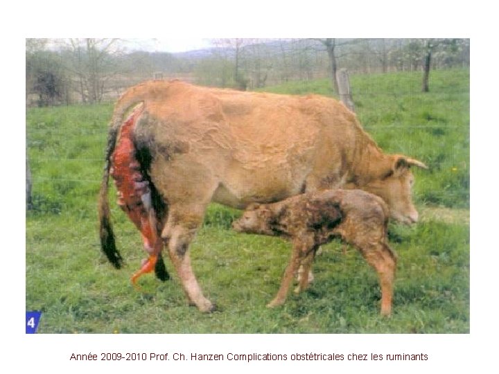 Année 2009 -2010 Prof. Ch. Hanzen Complications obstétricales chez les ruminants 