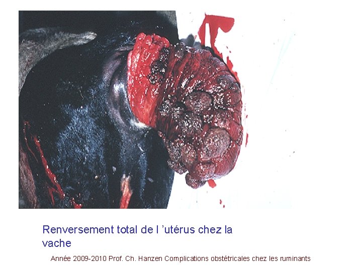 Renversement total de l ’utérus chez la vache Année 2009 -2010 Prof. Ch. Hanzen