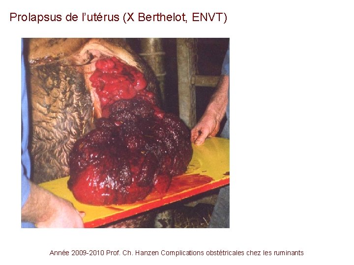 Prolapsus de l’utérus (X Berthelot, ENVT) Année 2009 -2010 Prof. Ch. Hanzen Complications obstétricales