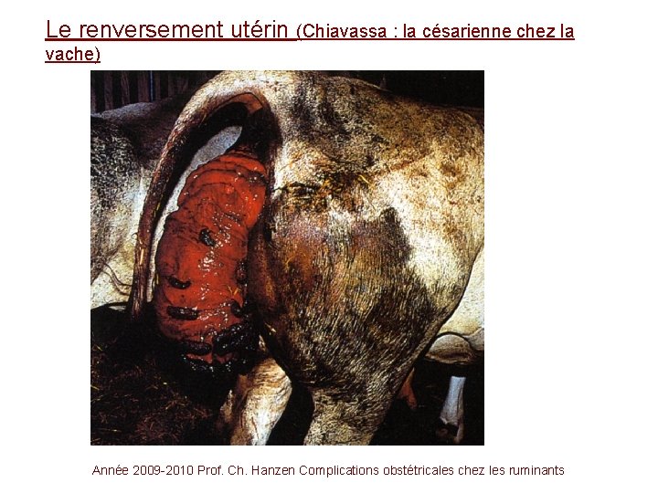 Le renversement utérin (Chiavassa : la césarienne chez la vache) Année 2009 -2010 Prof.