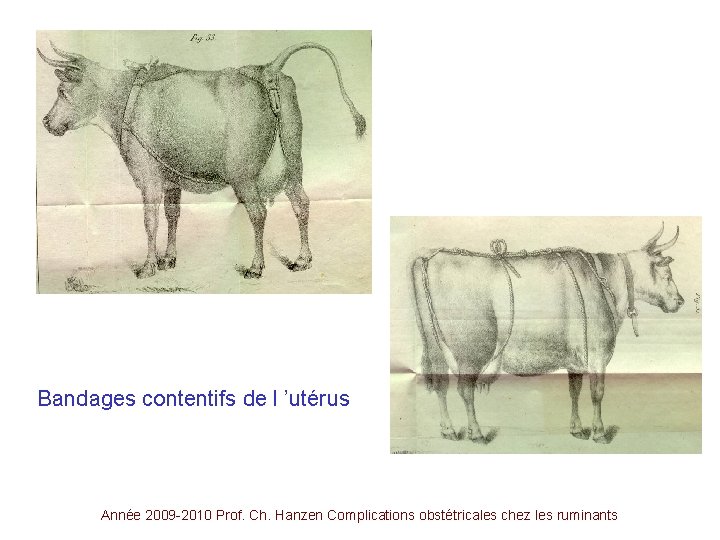 Bandages contentifs de l ’utérus Année 2009 -2010 Prof. Ch. Hanzen Complications obstétricales chez