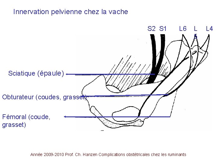 Innervation pelvienne chez la vache S 2 S 1 L 6 Sciatique (épaule) Obturateur