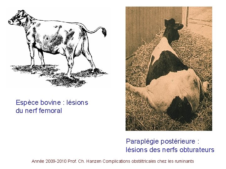 Espèce bovine : lésions du nerf femoral Paraplégie postérieure : lésions des nerfs obturateurs