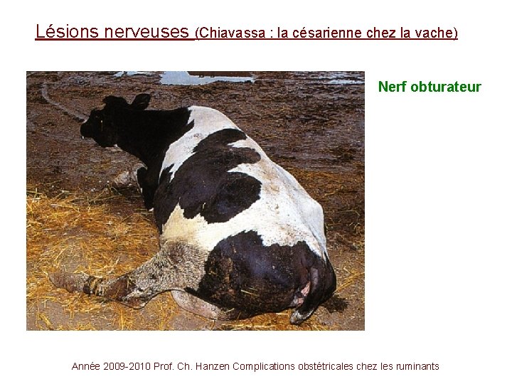 Lésions nerveuses (Chiavassa : la césarienne chez la vache) Nerf obturateur Année 2009 -2010