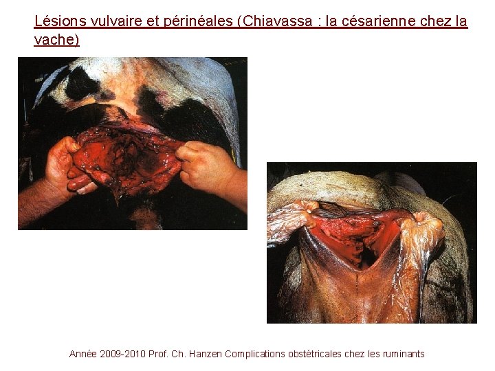 Lésions vulvaire et périnéales (Chiavassa : la césarienne chez la vache) Année 2009 -2010