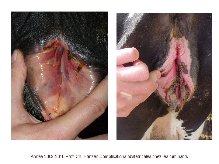 Année 2009 -2010 Prof. Ch. Hanzen Complications obstétricales chez les ruminants 