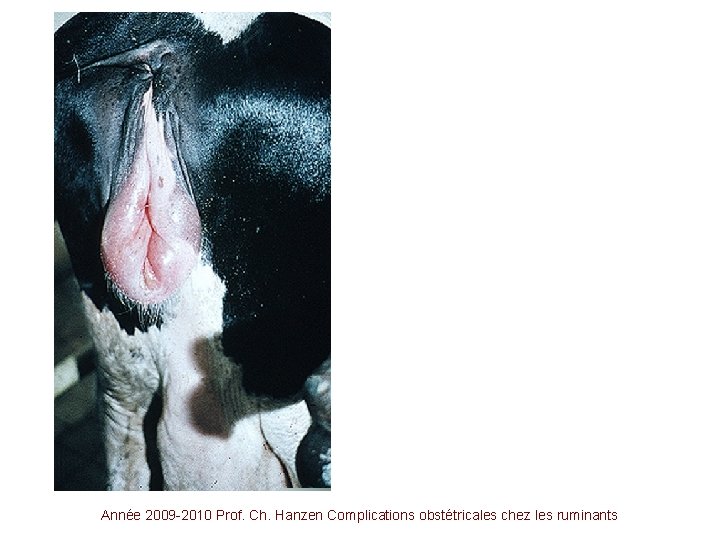Année 2009 -2010 Prof. Ch. Hanzen Complications obstétricales chez les ruminants 