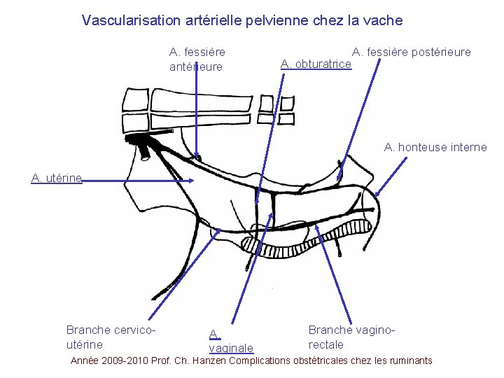 Vascularisation artérielle pelvienne chez la vache A. fessière antérieure A. obturatrice A. fessière postérieure