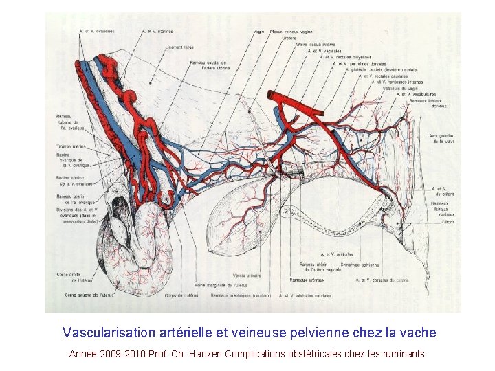 Vascularisation artérielle et veineuse pelvienne chez la vache Année 2009 -2010 Prof. Ch. Hanzen