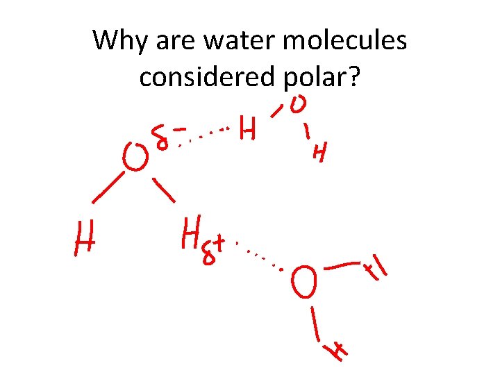 Why are water molecules considered polar? 