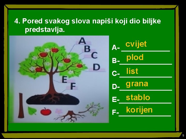 4. Pored svakog slova napiši koji dio biljke predstavlja. cvijet A- ______ plod B-_______