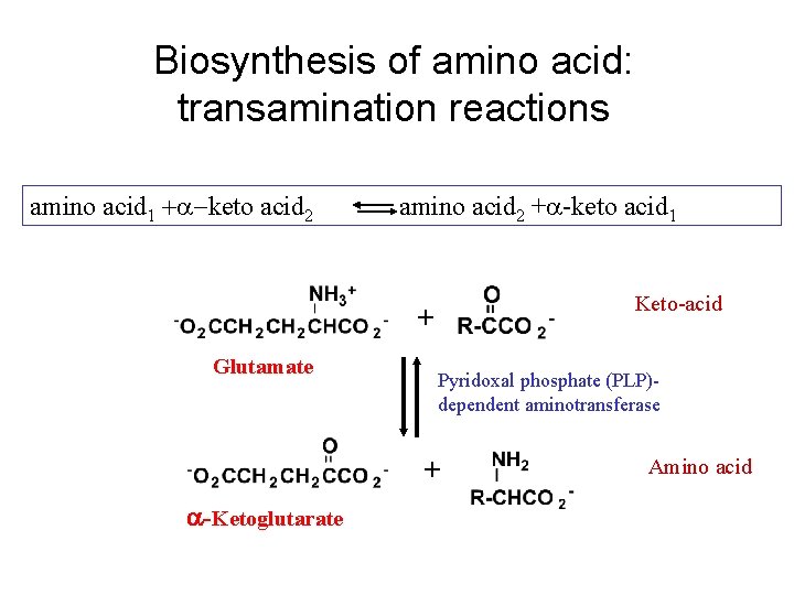 Biosynthesis of amino acid: transamination reactions amino acid 1 +a-keto acid 2 amino acid