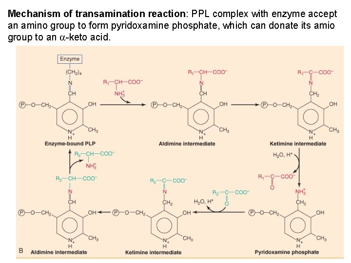 Mechanism of transamination reaction: PPL complex with enzyme accept an amino group to form