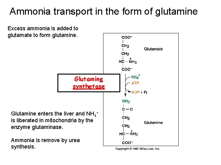 Ammonia transport in the form of glutamine Excess ammonia is added to glutamate to