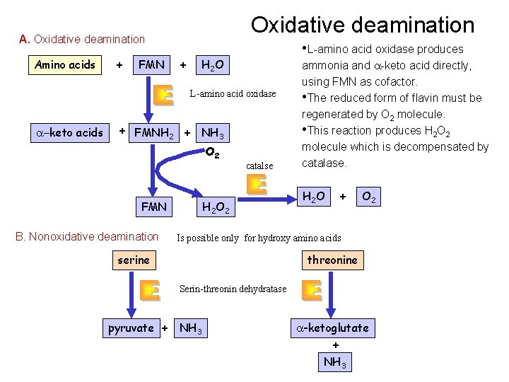 Oxidative deamination Amino acids + FMN + • L-amino acid oxidase produces H 2