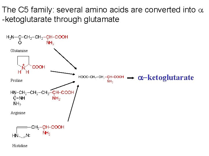 The C 5 family: several amino acids are converted into a -ketoglutarate through glutamate