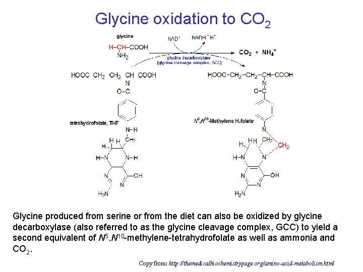 Glycine oxidation to CO 2 Glycine produced from serine or from the diet can