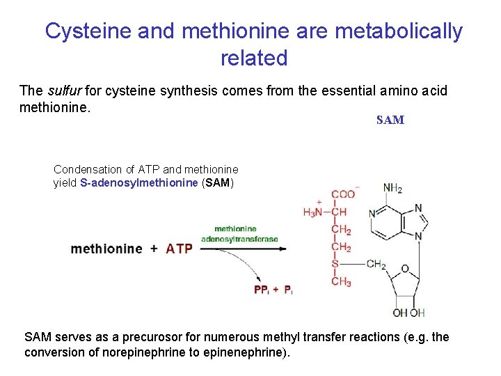 Cysteine and methionine are metabolically related The sulfur for cysteine synthesis comes from the
