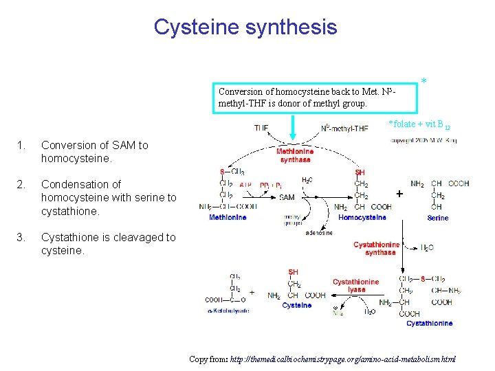 Cysteine synthesis Conversion of homocysteine back to Met. N 5 methyl-THF is donor of