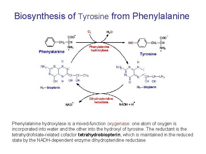 Biosynthesis of Tyrosine from Phenylalanine hydroxylase is a mixed-function oxygenase: one atom of oxygen