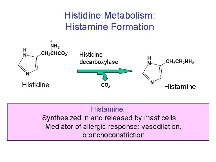 Histidine Metabolism: Histamine Formation Histidine decarboxylase Histidine CO 2 Histamine: Synthesized in and released