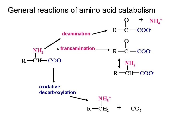 General reactions of amino acid catabolism O + NH 4+ R deamination C COO-