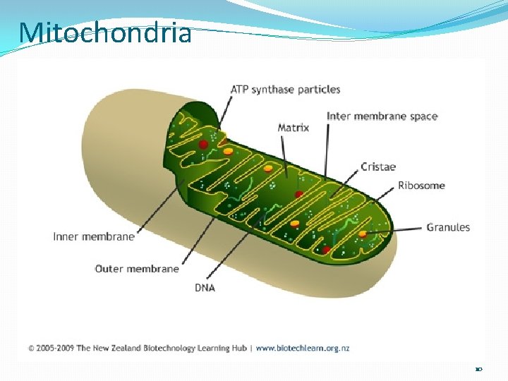 Mitochondria 10 