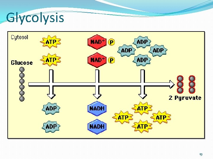 Glycolysis 13 